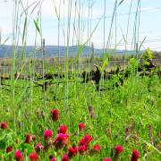 Enherbement des vignes